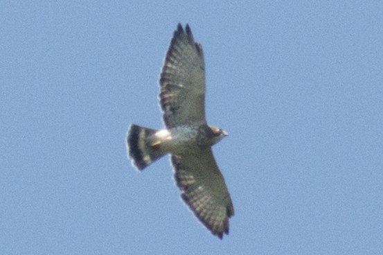 Broad-winged Hawk - ML32890101