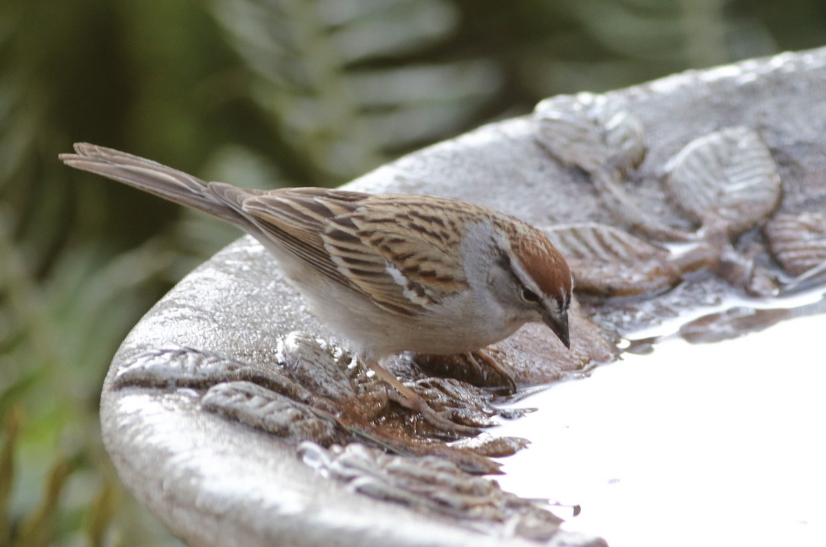 Chipping Sparrow - ML328903741