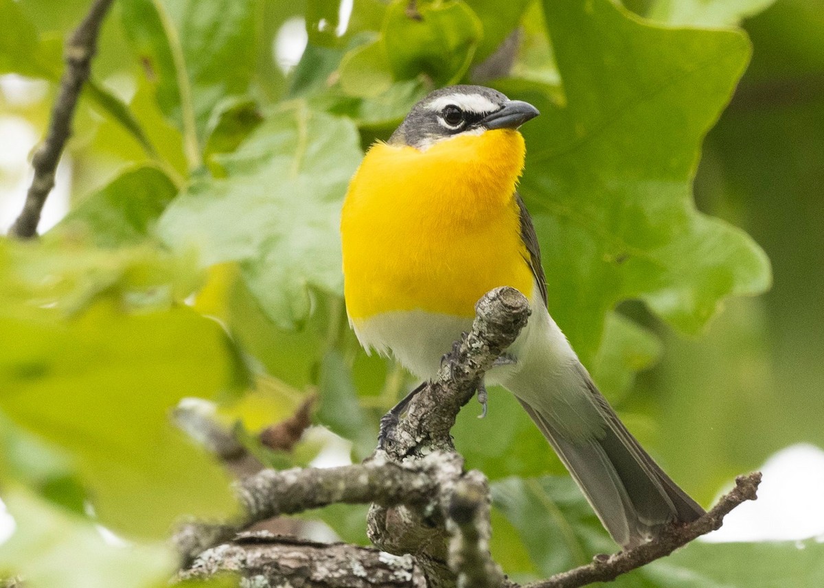 Yellow-breasted Chat - ML328905871