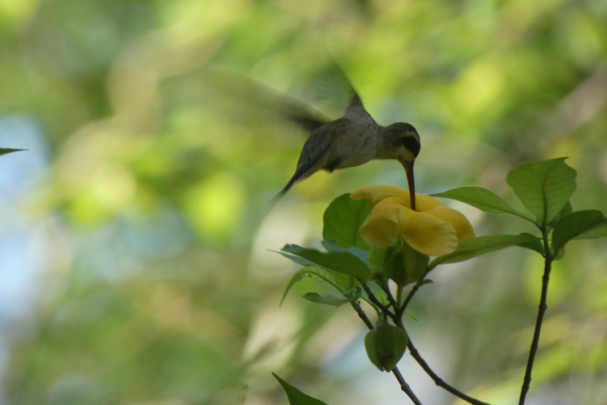 Светлобрюхий колибри-отшельник - ML328910201