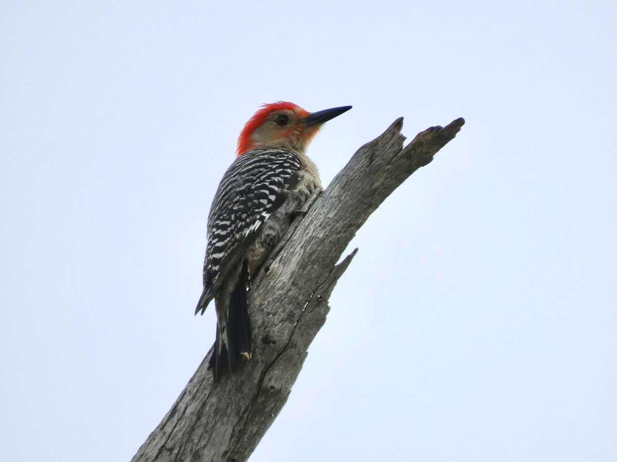 Red-bellied Woodpecker - ML328914721