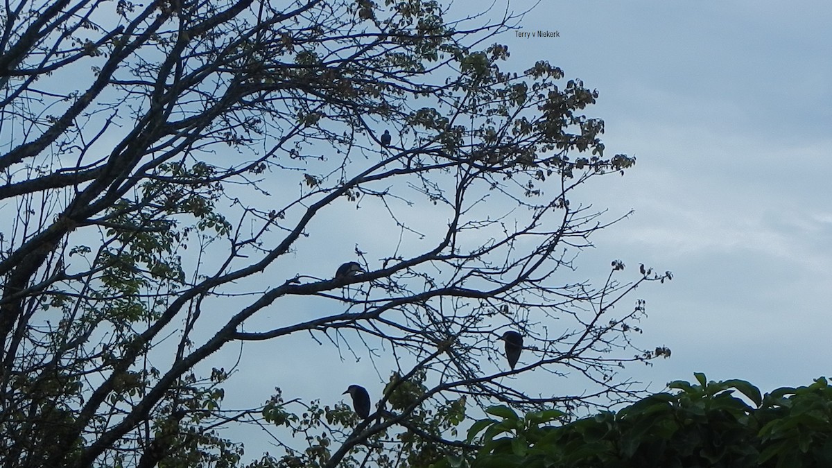 Black-crowned Night Heron - ML328914871