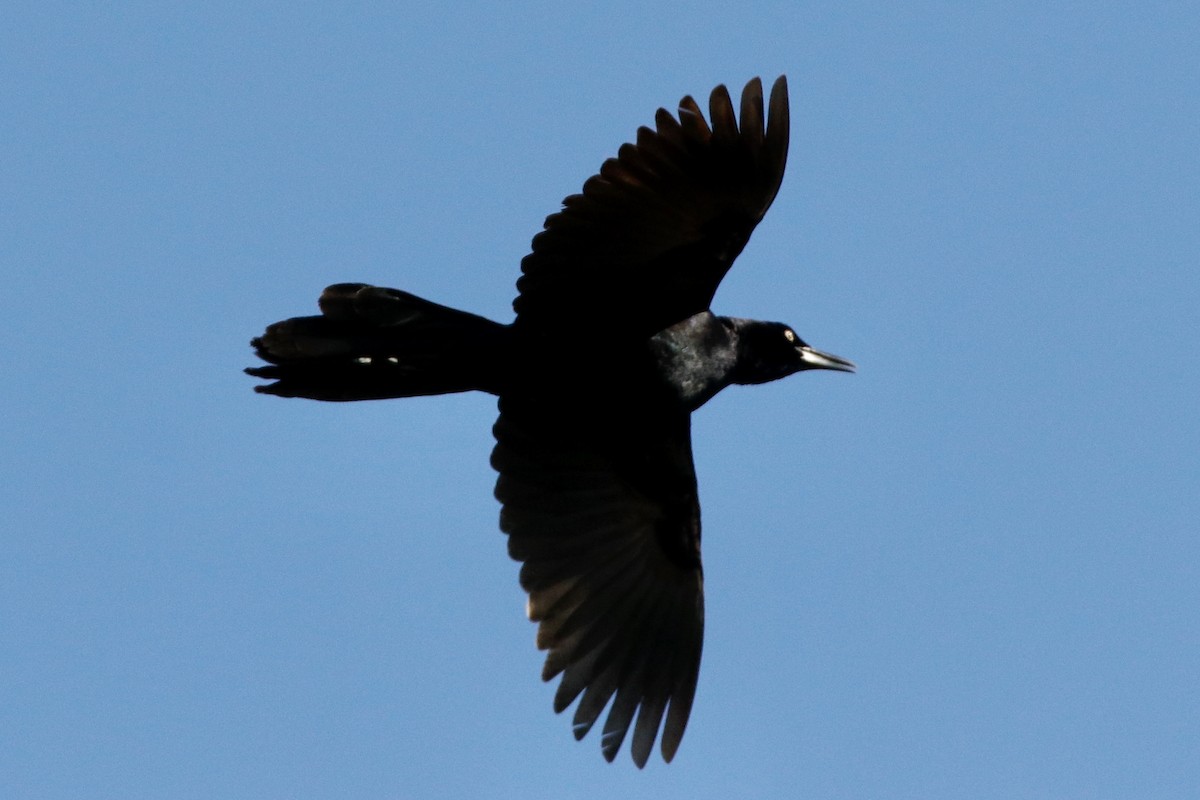 Great-tailed Grackle - ML328923401