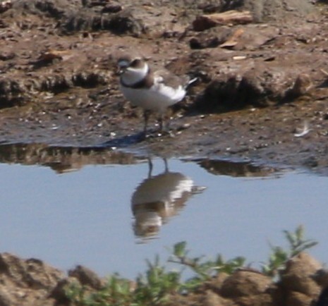 Semipalmated Plover - ML32893451