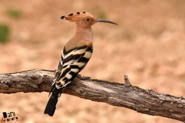 Adult (nominate&nbsp;<em>epops</em>) Dorsal View. - Eurasian Hoopoe - 