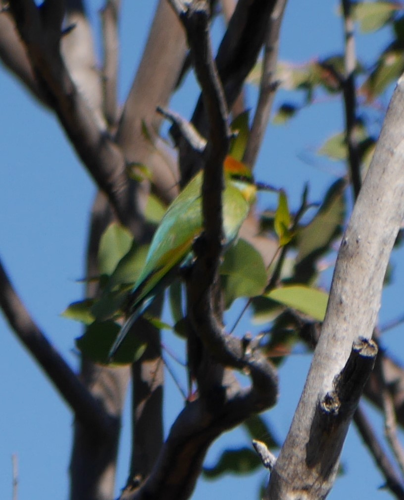 Rainbow Bee-eater - ML328936041