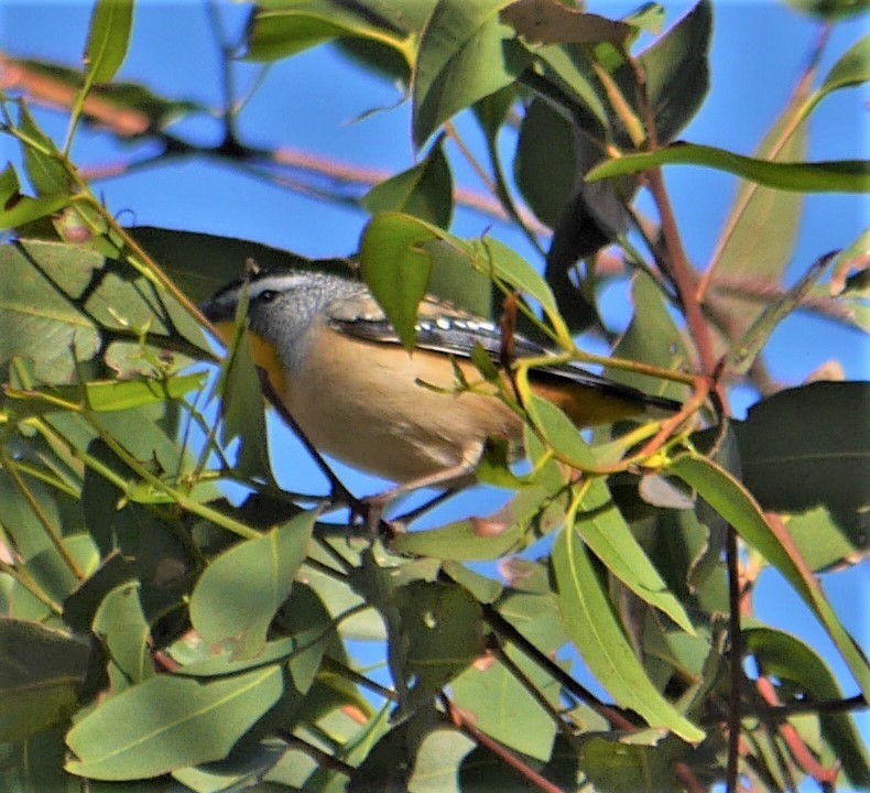 Spotted Pardalote - ML328936071