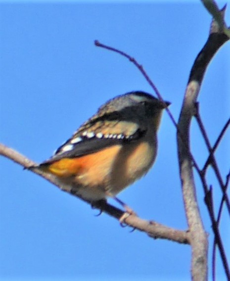 Spotted Pardalote - ML328936091