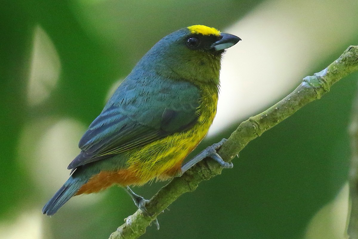 Olive-backed Euphonia - Gilles Delforge