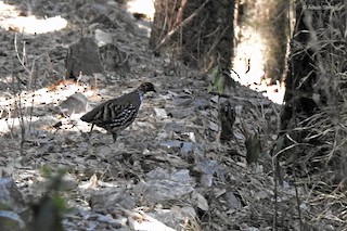 Hill Partridge, ML328939411