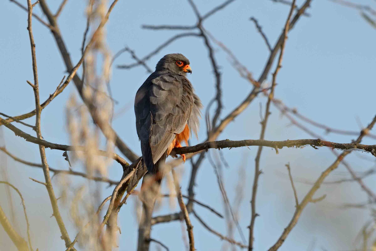 Red-footed Falcon - ML328940761
