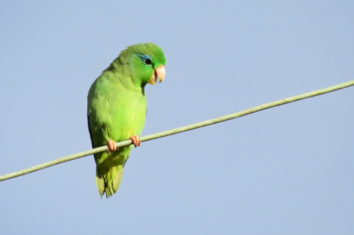 Spectacled Parrotlet - ML328940861