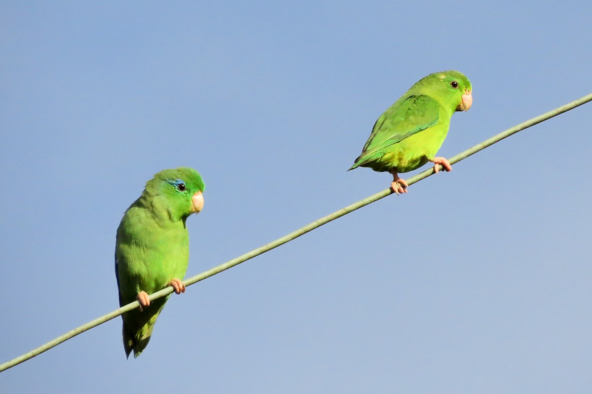 Spectacled Parrotlet - ML328940871