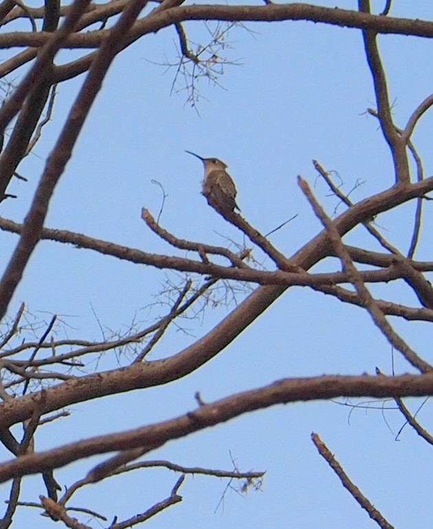 Tumbes Hummingbird - Merryl Edelstein