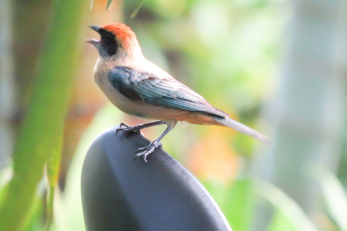 Burnished-buff Tanager - ML328943221