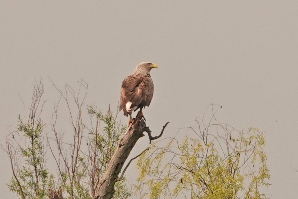 White-tailed Eagle - ML328944071