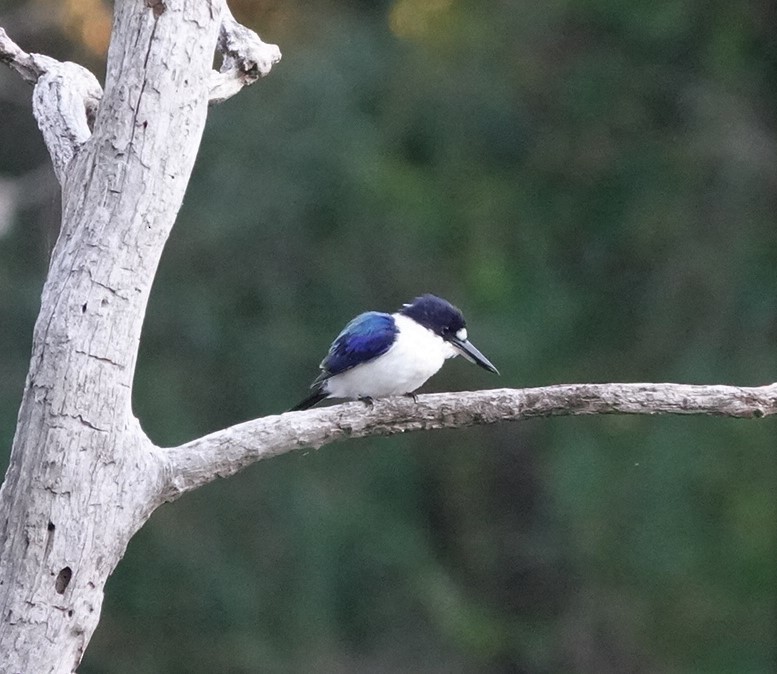 Forest Kingfisher - ML328946991