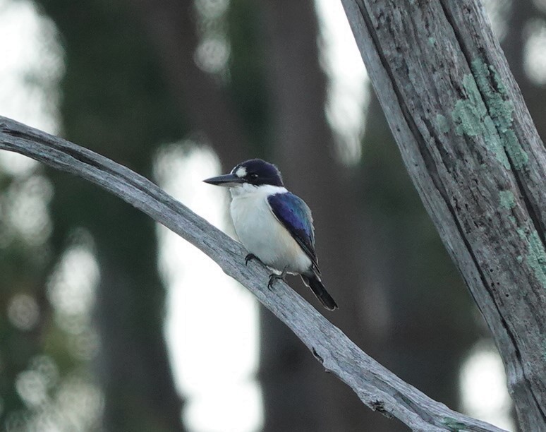 Forest Kingfisher - ML328947011