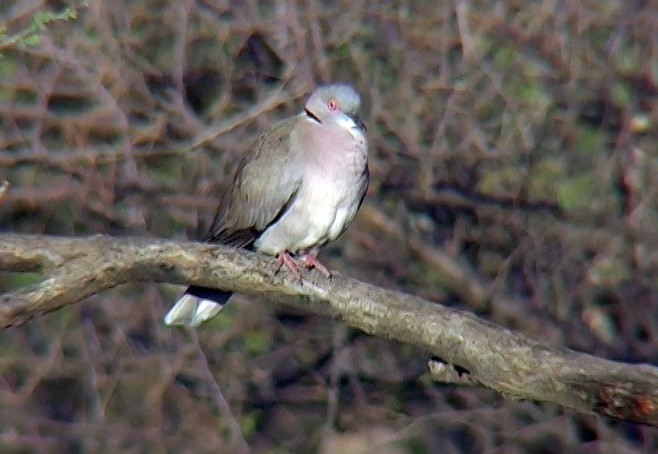 Mourning Collared-Dove - ML328949321