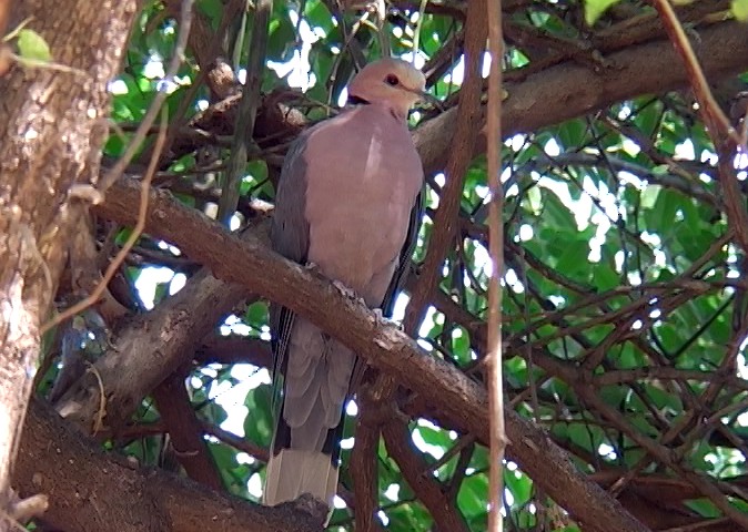 Red-eyed Dove - ML328949631