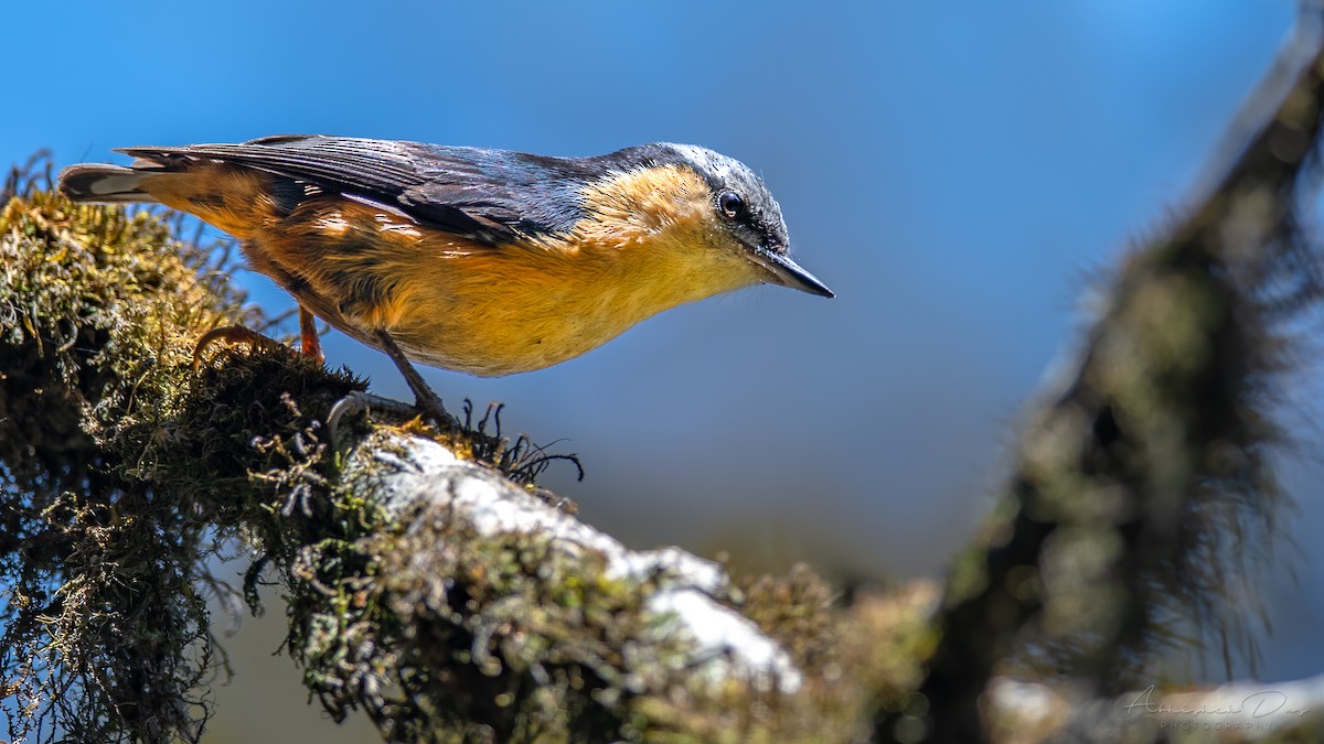 White-tailed Nuthatch - ML328950731