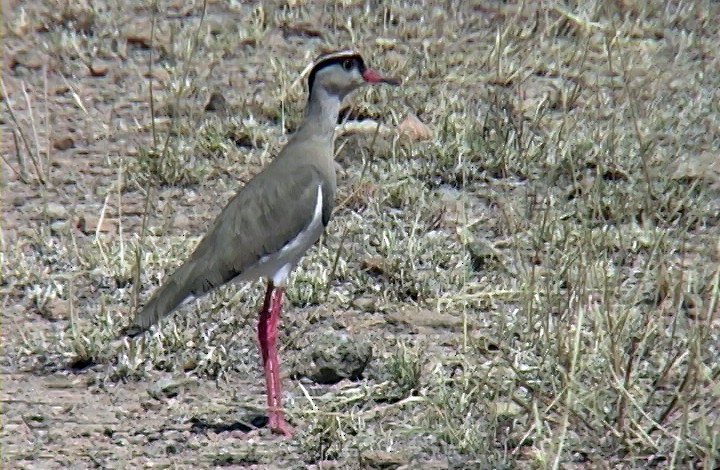 Crowned Lapwing - ML328951951