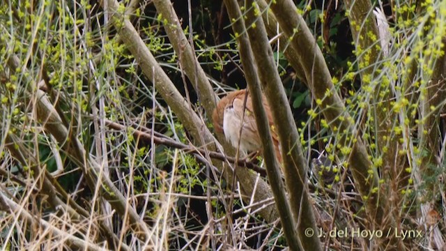Rufous-tailed Scrub-Robin (Rufous-tailed) - ML328954301