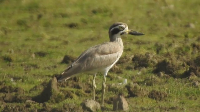 Great Thick-knee - ML328955111
