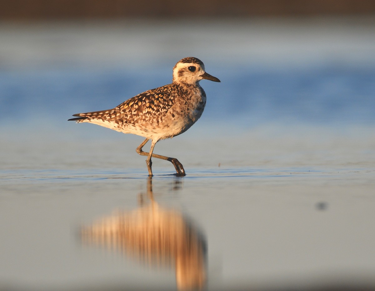 Pacific Golden-Plover - Michael Daley
