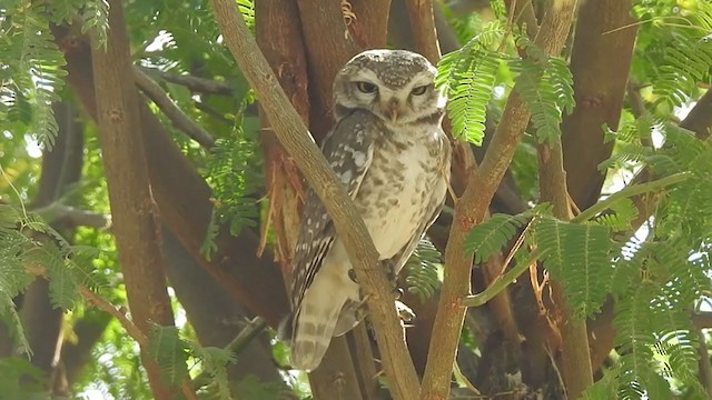 Spotted Owlet - ML328955731