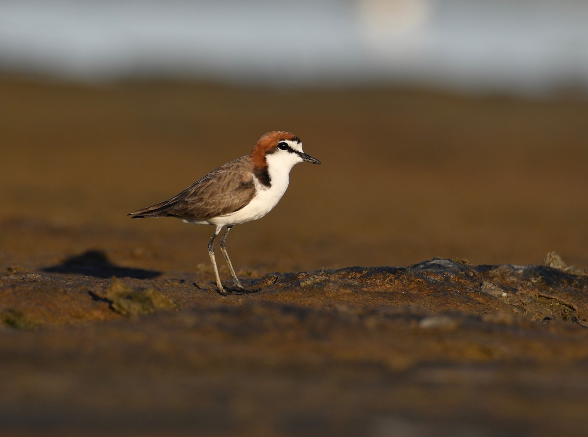 Red-capped Plover - ML328955791