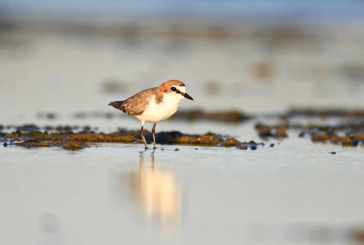 Red-capped Plover - ML328955831