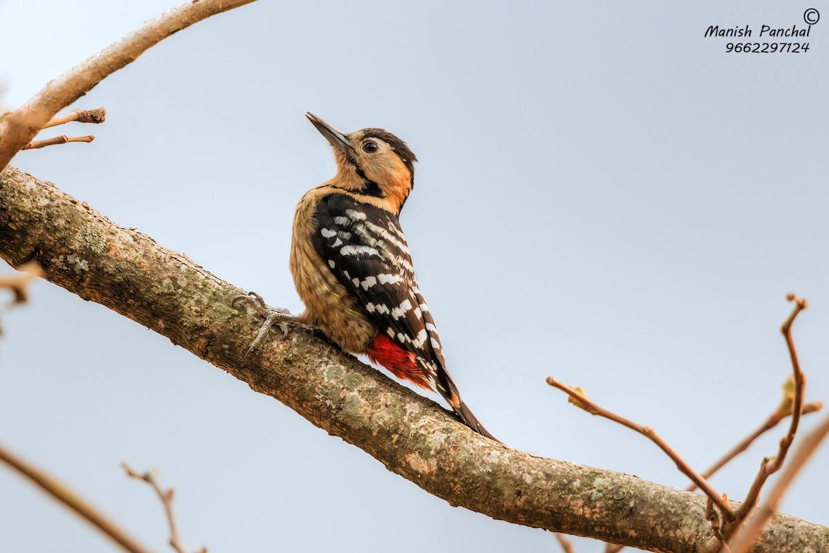 Fulvous-breasted Woodpecker - Manish Panchal