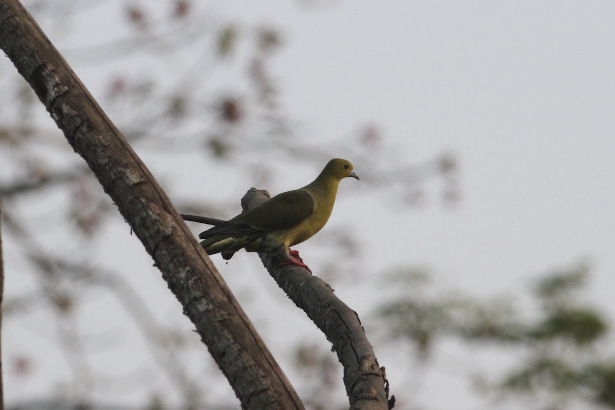 Pin-tailed Green-Pigeon - ML328961841