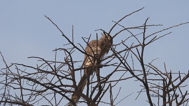 Indian Gray Hornbill - ML328964121
