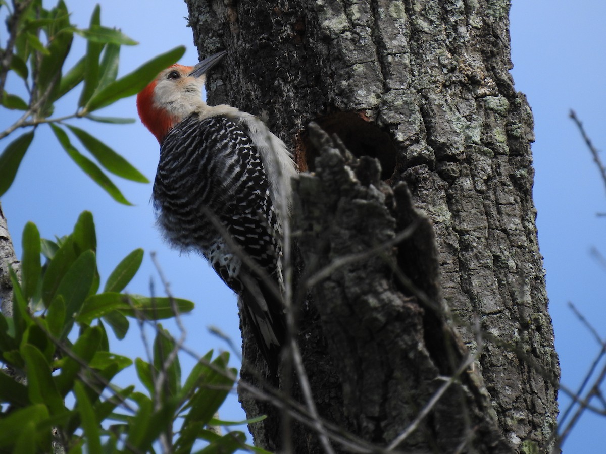 Red-bellied Woodpecker - ML328967731
