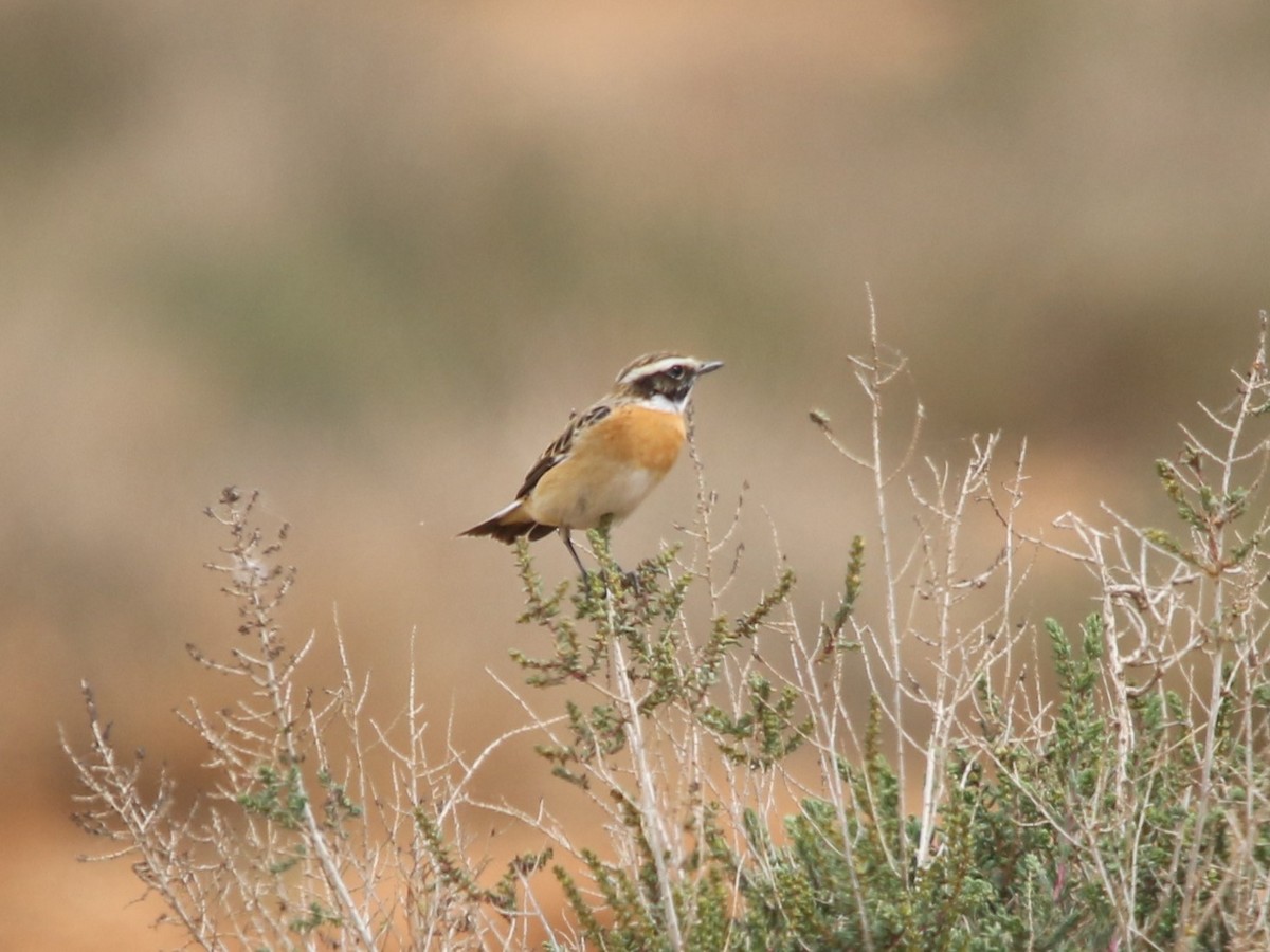 Whinchat - ML328967761