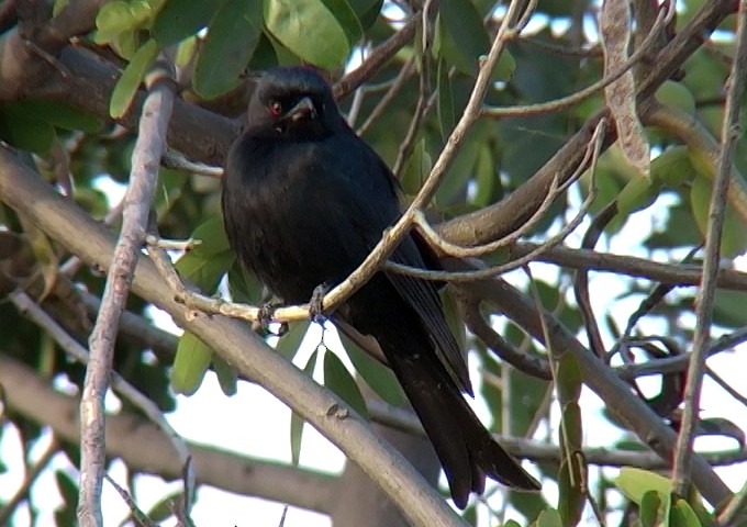 Fork-tailed Drongo (Glossy-backed) - ML328967971