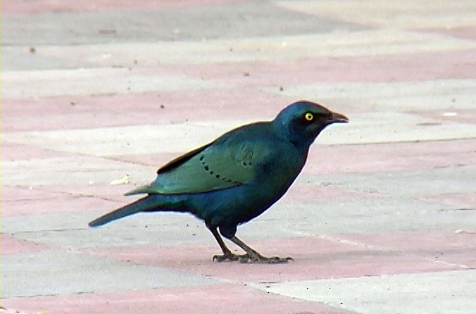 Greater Blue-eared Starling - ML328969621
