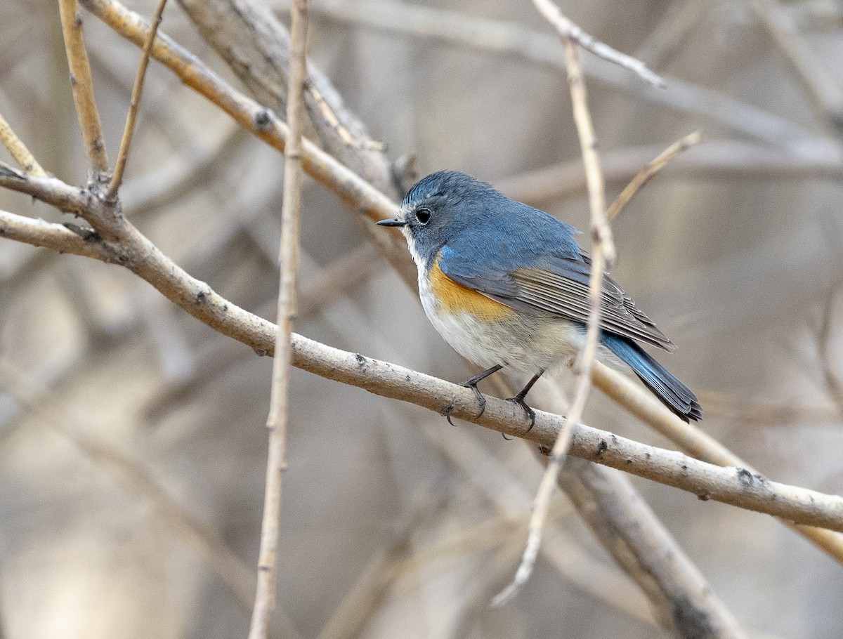 Red-flanked Bluetail - ML328973901