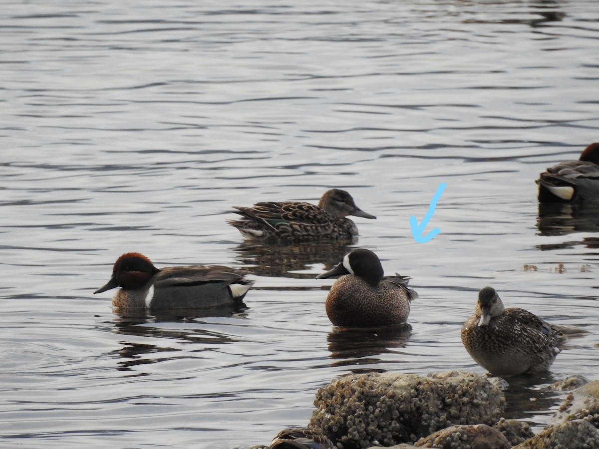 Blue-winged Teal - ML328975391