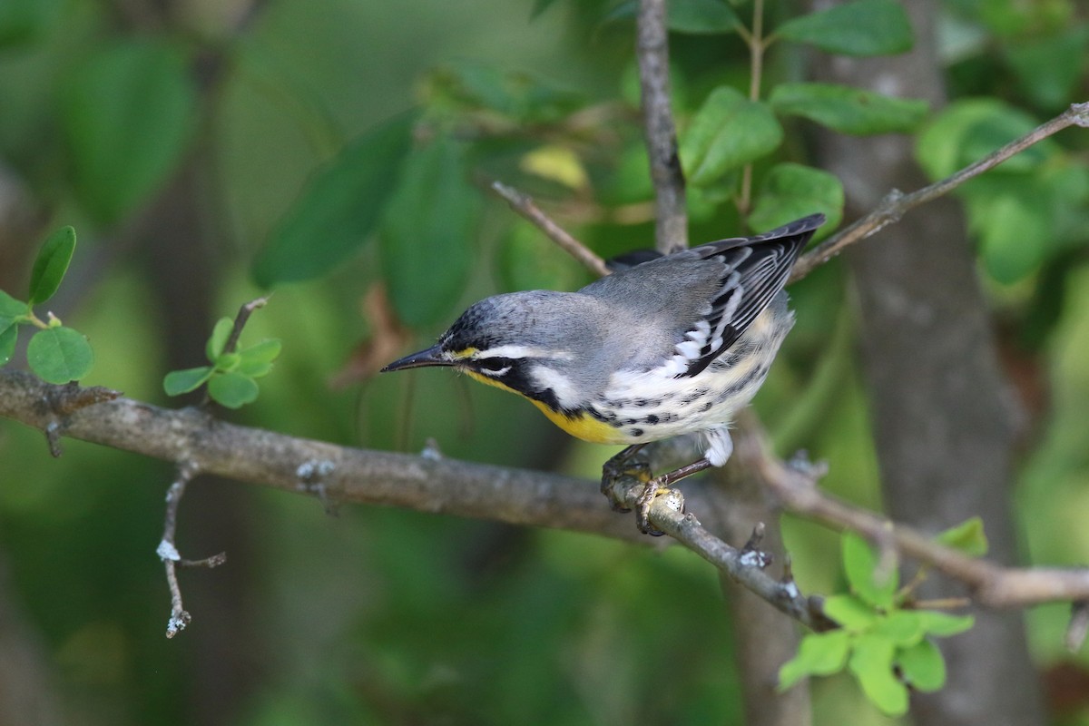 Yellow-throated Warbler - Gene Koziara