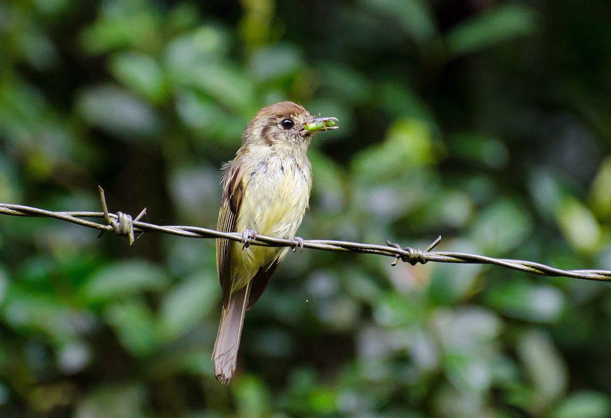 Sepia-capped Flycatcher - ML328981351