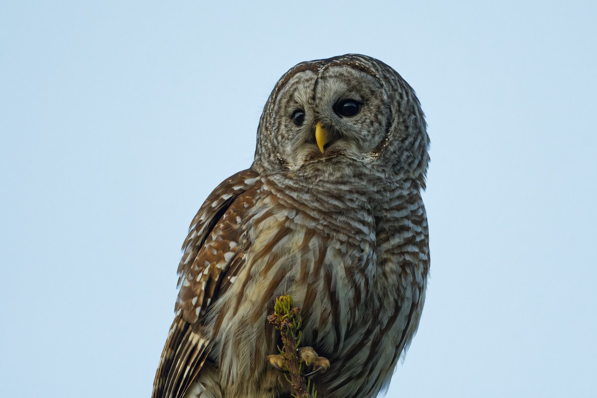 Barred Owl - ML328981811