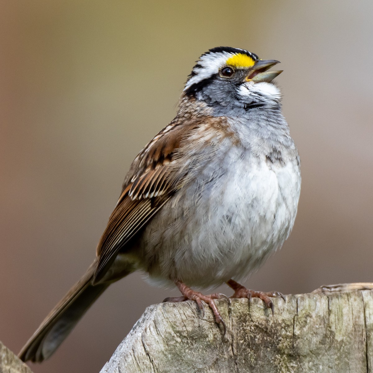 White-throated Sparrow - Kelly White
