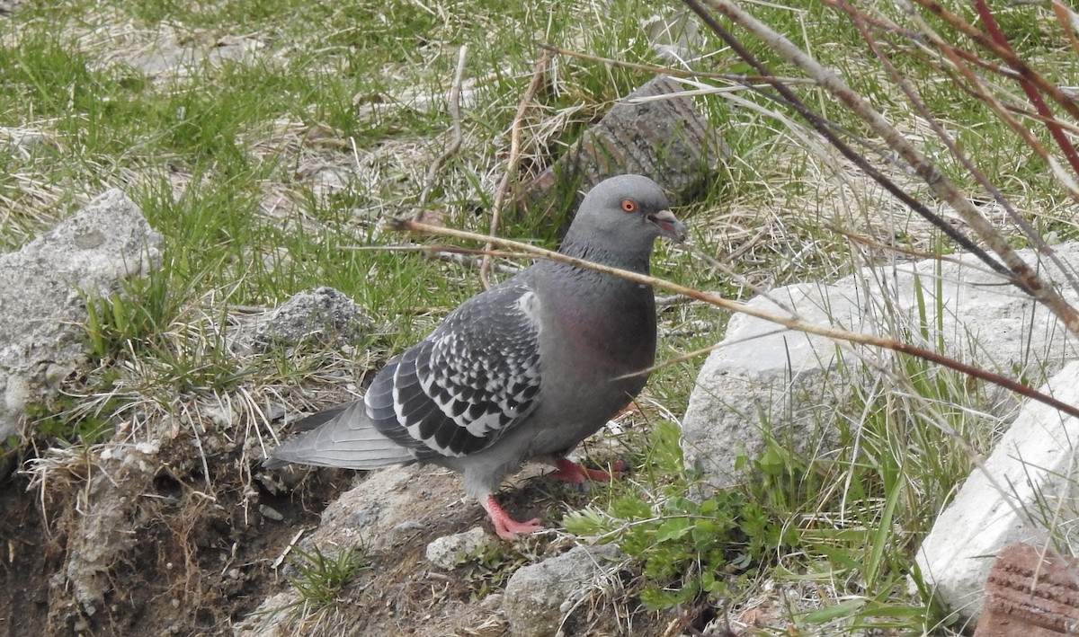 Rock Pigeon (Feral Pigeon) - ML328990451