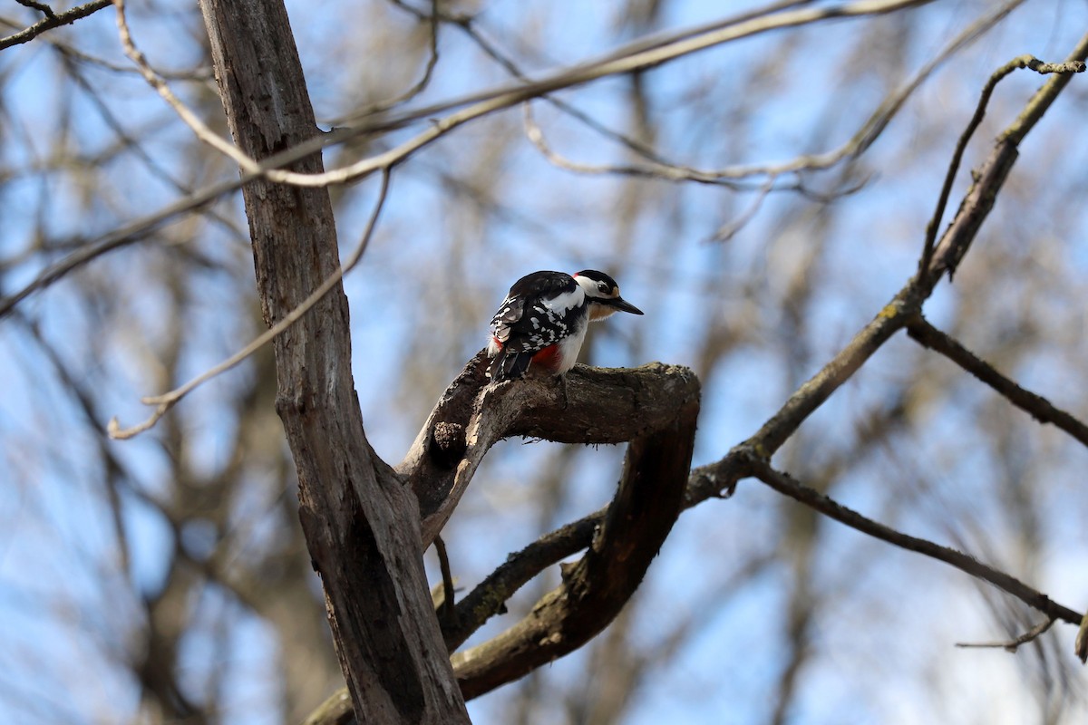 Great Spotted Woodpecker - ML328994231