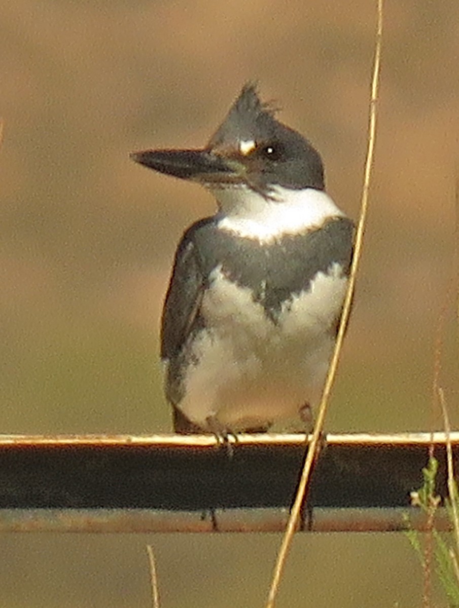 Belted Kingfisher - ML329000851