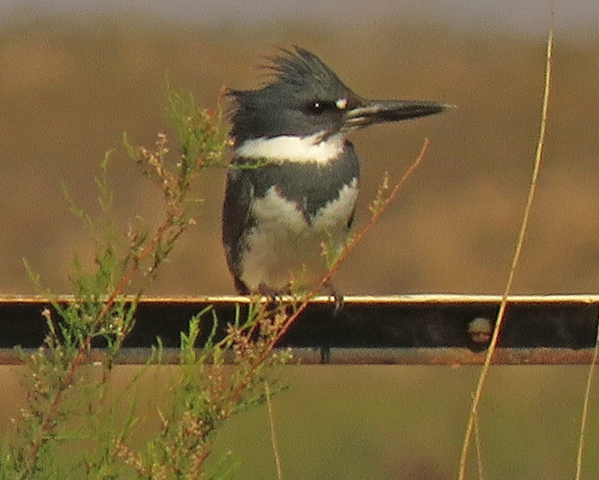 Belted Kingfisher - ML329000881