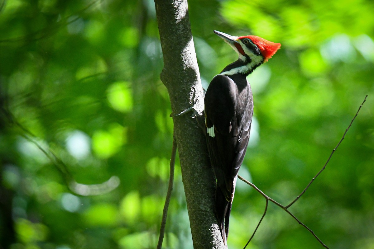 Pileated Woodpecker - ML329011581